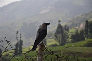 On Road-Route Ooty to Coonoor_DSC5314_H600